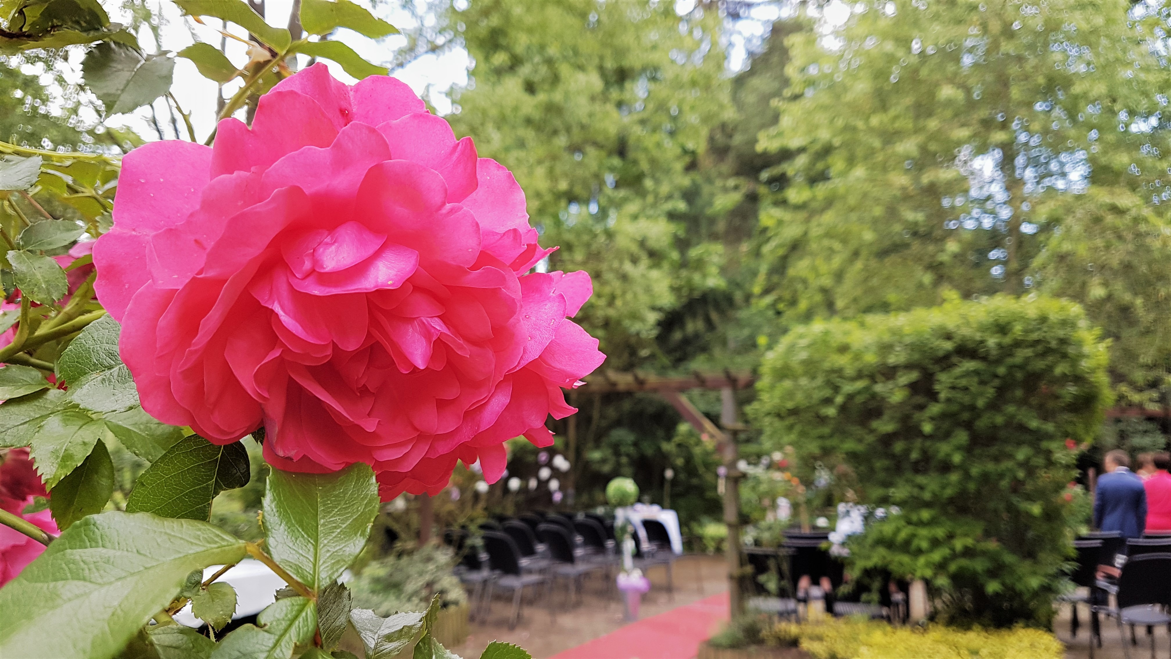 Elke Rott - Die Zeremonie - Freie Trauungen - Osterwieck 20170617 124312