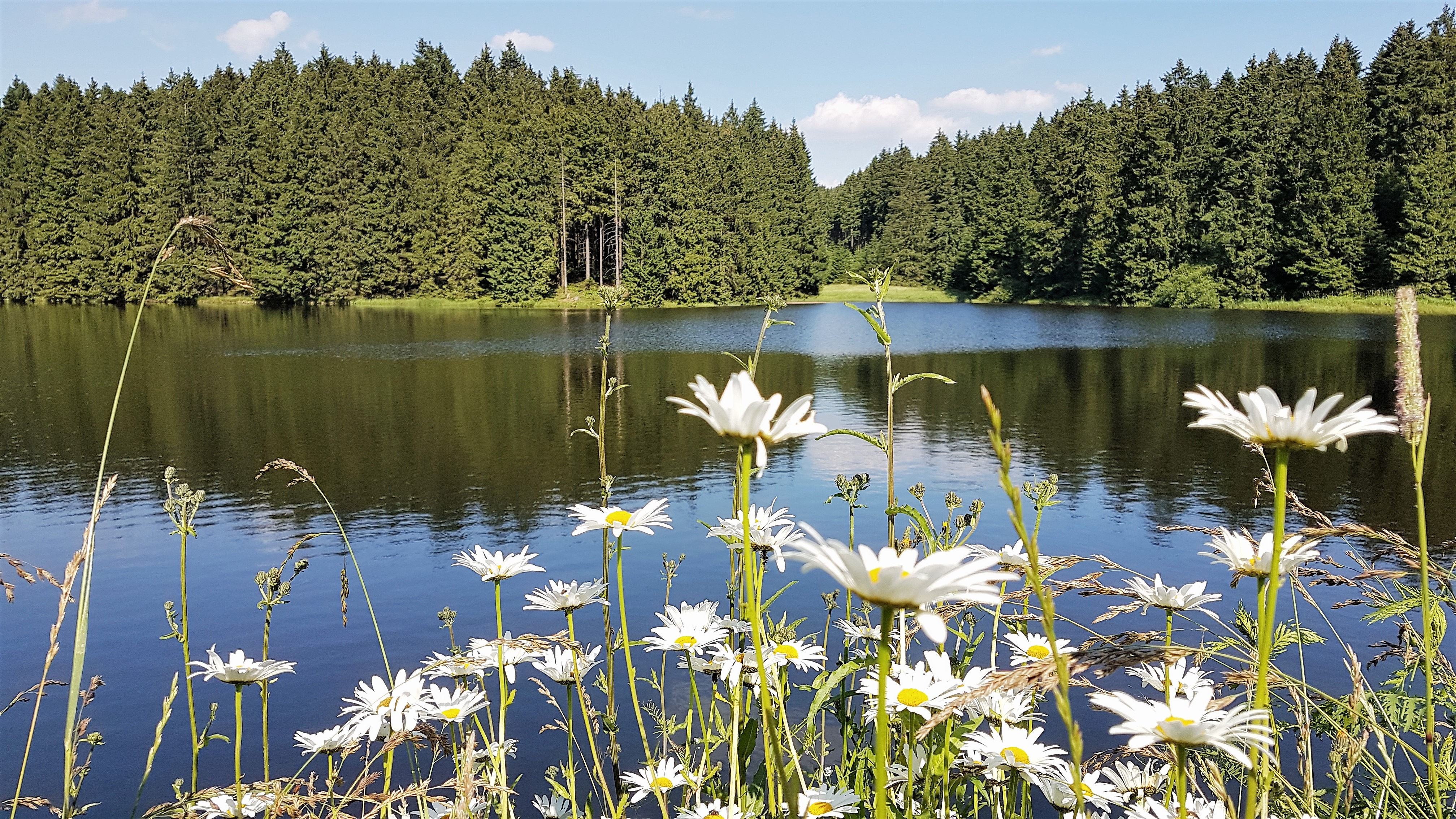 Elke Rott - Die Zeremonie - Freie Trauungen - Hochzeit - Zeremonie Harz - Wald 20170706 163146
