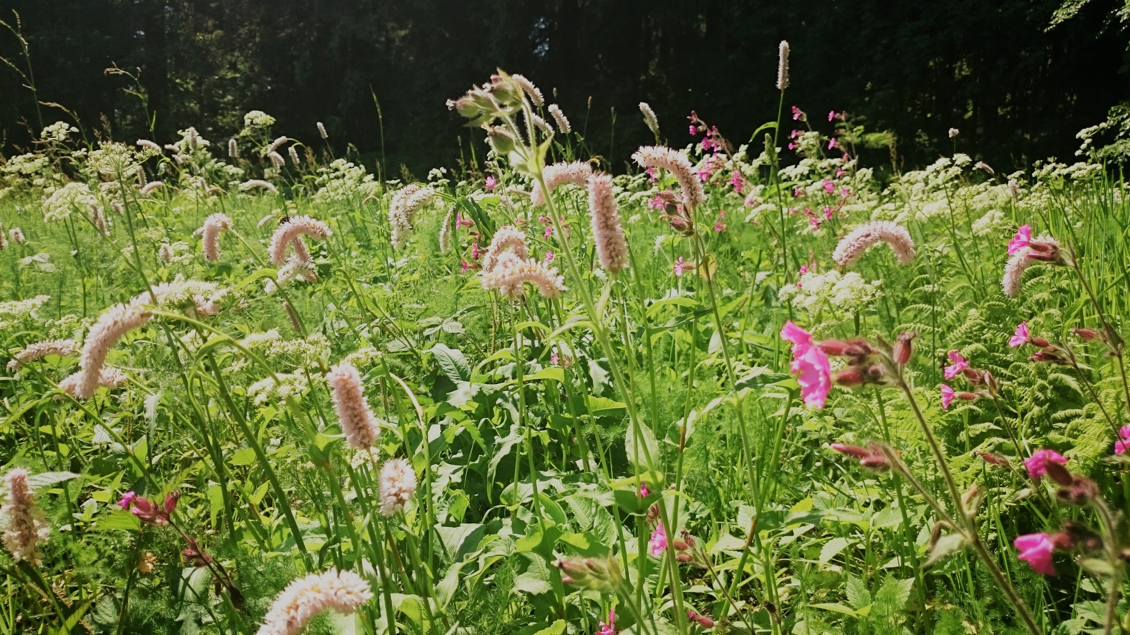 Elke Rott - Die Zeremonie - Freie Trauungen - Bergwiesen Harz DSC 0127 3