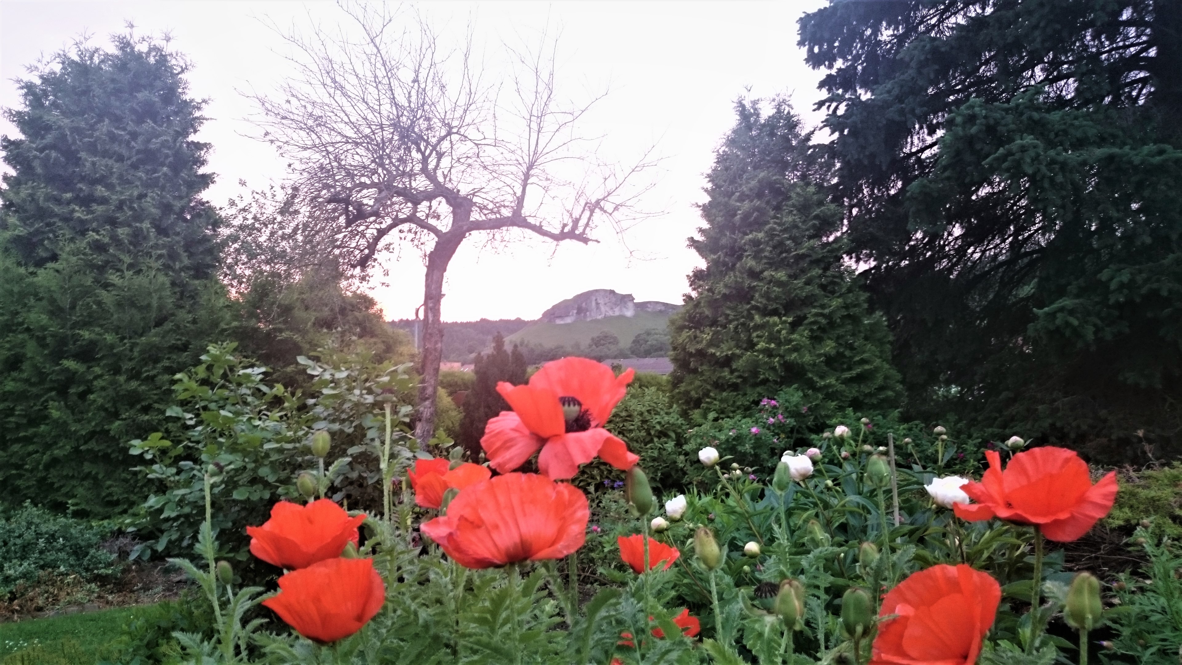 Elke Rott - Die Zeremonie - Freie Trauungen - Hotel Harzer Hof DSC 0396